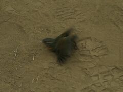 Scelorchilus rubecula