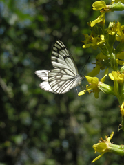 Ligularia heterophylla