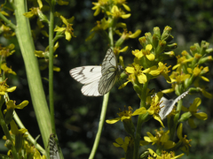 Ligularia heterophylla