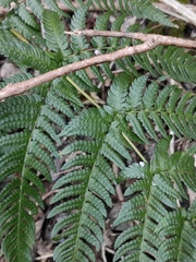 Dryopteris varia
