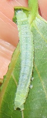 Lophoptera