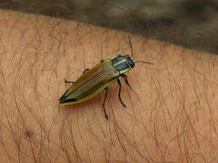 Epistomentis pictus