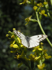 Ligularia heterophylla