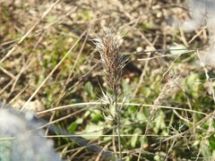 Bromus rubens