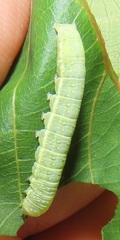 Lophoptera