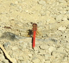 Rhodopygia hinei