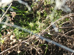 Vicia monantha biflora