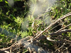 Vicia monantha biflora