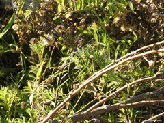 Vicia monantha biflora