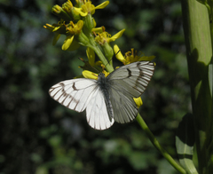 Ligularia heterophylla