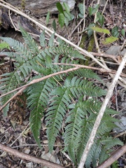 Dryopteris varia