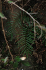 Osmunda vachellii