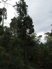 Austrocedrus chilensis