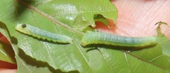 Lophoptera