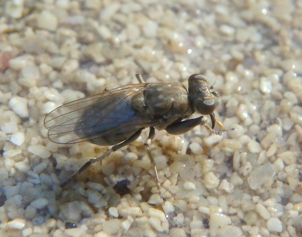 Ochthera schembrii
