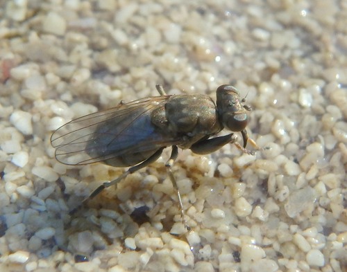 Ochthera schembrii