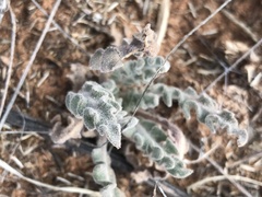 Dimorphocarpa wislizeni