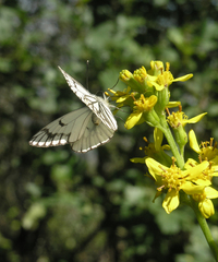 Ligularia heterophylla