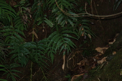 Leptochilus ellipticus