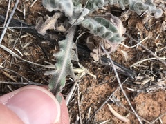 Dimorphocarpa wislizeni