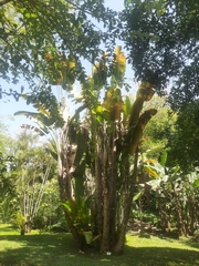 Ravenala madagascariensis