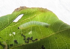 Lophoptera