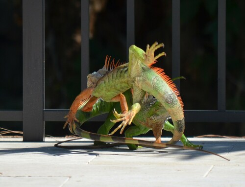 Two males fought for control of my pool deck. The greener on