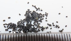 Lophoptera