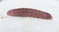 Lophoptera