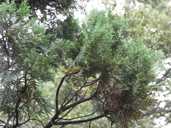 Austrocedrus chilensis