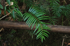 Osmunda vachellii