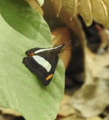 Adelpha iphiclus