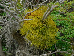 Misodendrum punctulatum