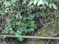 Leptochilus ellipticus