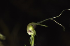 Corybas rivularis