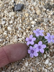 Langloisia setosissima setosissima