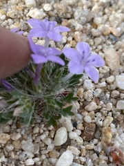 Langloisia setosissima setosissima