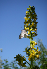 Ligularia heterophylla