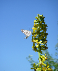 Ligularia heterophylla