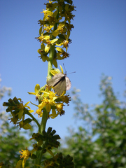 Ligularia heterophylla