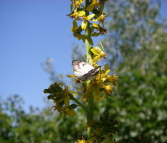 Ligularia heterophylla