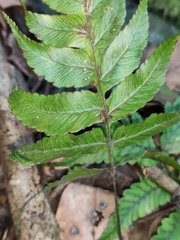 Anisocampium sheareri