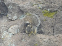 Sciurus oculatus
