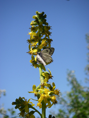 Ligularia heterophylla