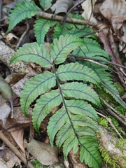 Anisocampium sheareri