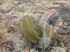 Isolatocereus dumortieri