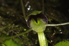 Corybas rivularis