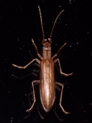 Thelyphassa lineata