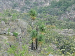 Yucca filifera