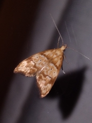 Gymnobathra hamatella